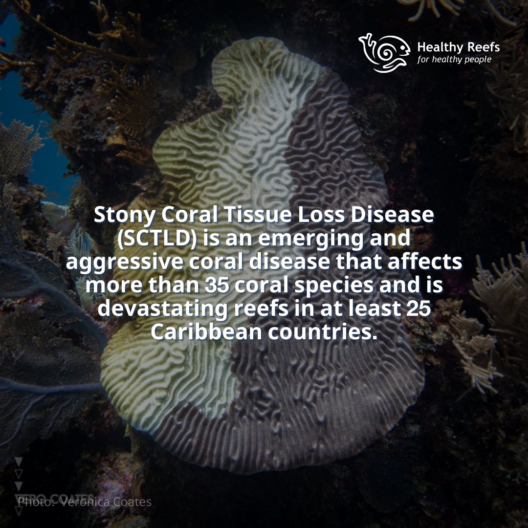 Healthy Reefs tweet media