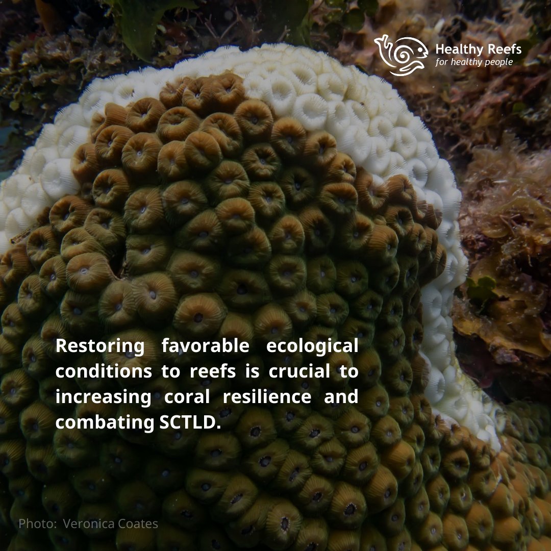 Healthy Reefs tweet media