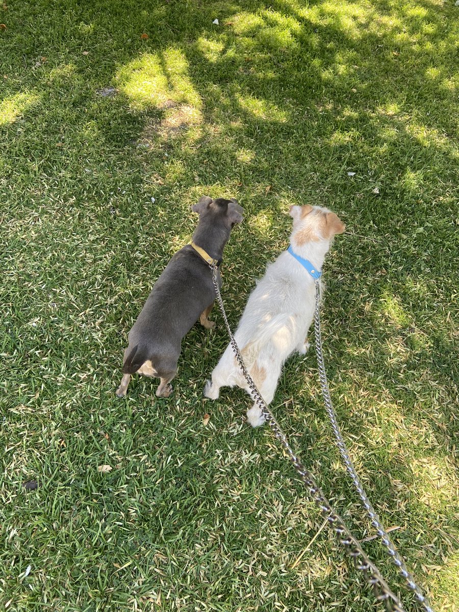 yoyaque's tweet photo. Sin hacer trampa, sube la última foto que tengas de tu mascota. https://t.co/QfzzcAz06G