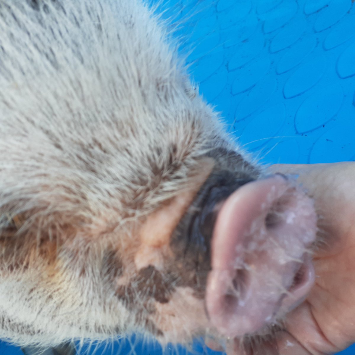 CaptainDog2019's tweet photo. Spoink had a big party. My parents had to go to it or I would get to nervous. #Pig #party #PARTYPig #PIGPARTY https://t.co/LYwSqig2nS