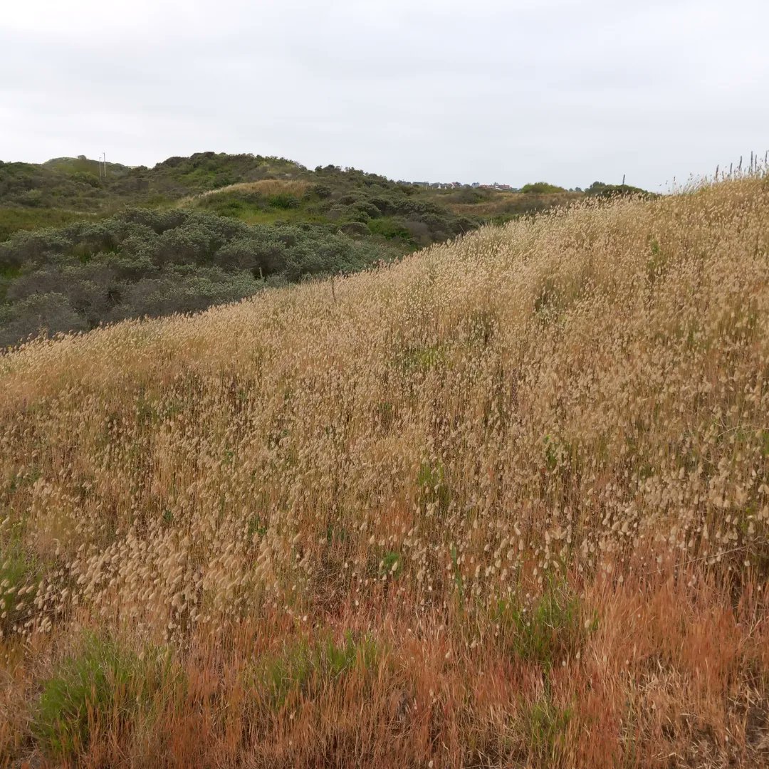 Ilse82667651's tweet image. A few days at our Belgian coast.
#joyinspring