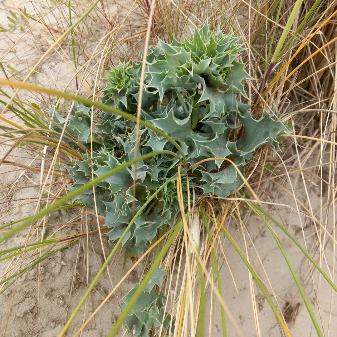 Ilse82667651's tweet image. A few days at our Belgian coast.
#joyinspring