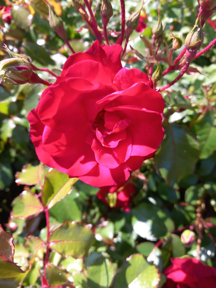 Ilse82667651's tweet image. A few days at our Belgian coast.
#joyinspring