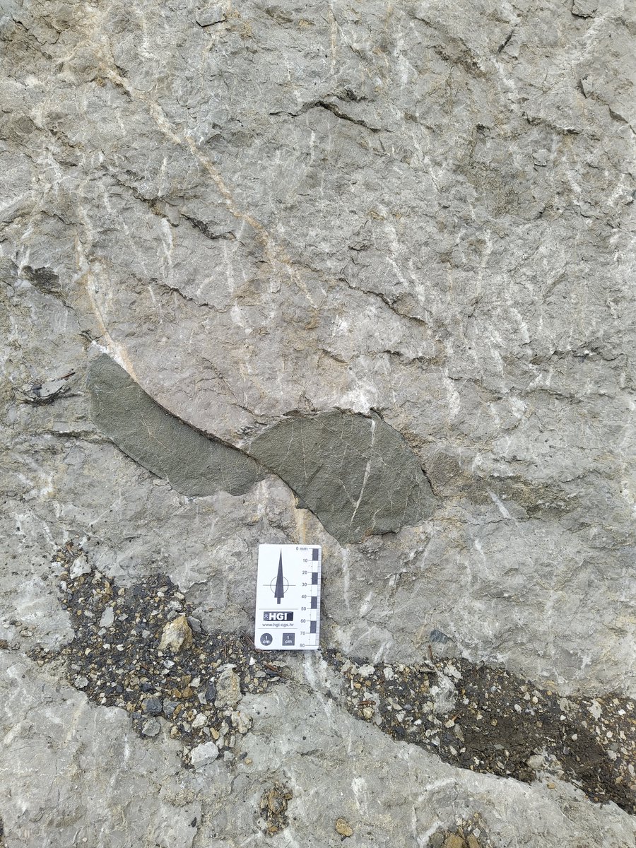 MatijaVukovski's tweet photo. Here is a beautiful sheared #basalt pillow embedded within shallow-marine patch reef to back reef #limestone deposited around the shoreline of a #Paleocene foreland basin nowadays cropping out in Hrastovica Mt. in #Croatia.
#fieldwork #tectonics #Dinarides https://t.co/S3bhCx0wfq