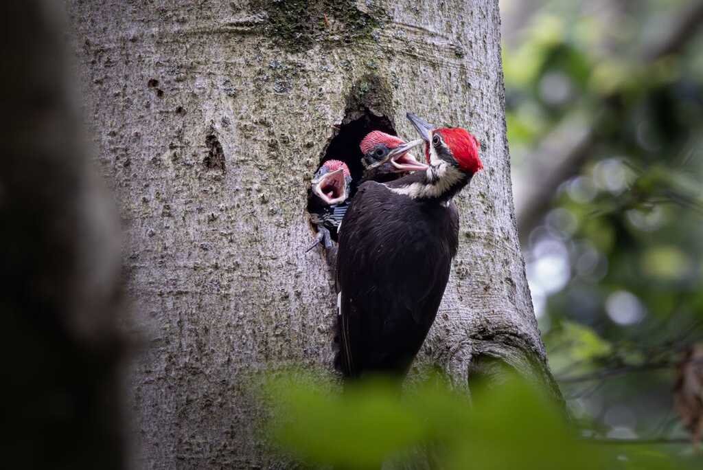 Baby pileated woodpeckers!
#birds in Fairfield, CT