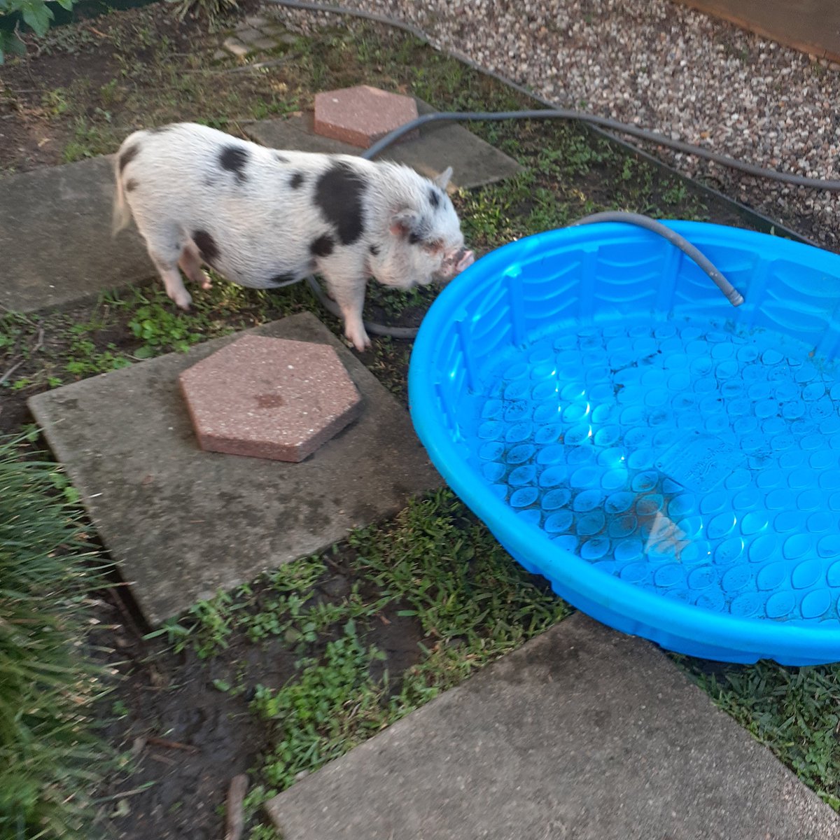 CaptainDog2019's tweet photo. Spoink had a big party. My parents had to go to it or I would get to nervous. #Pig #party #PARTYPig #PIGPARTY https://t.co/LYwSqig2nS