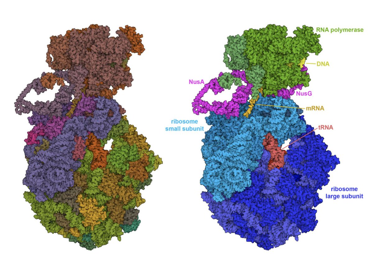 Interested in biomolecular graphics as applicable to many subjects of visualization? See the "Changing Aesthetics in Biomolecular Graphics" article in our May/June 23 issue - 👁currently free to read: dx.doi.org/10.1109/MCG.20…