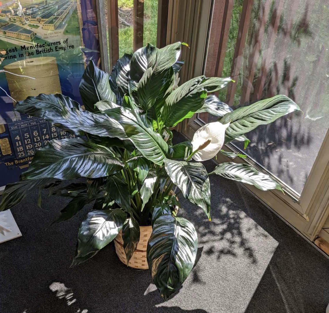 SameliKennedy's tweet photo. Completely deceiving @Teleflora when you order a sympathy bouquet for $145 and they receive a lily plant in a dollar básquet. #teleflora #buyerbeware what I ordered and what they got. https://t.co/FTIWwIWQ1P
