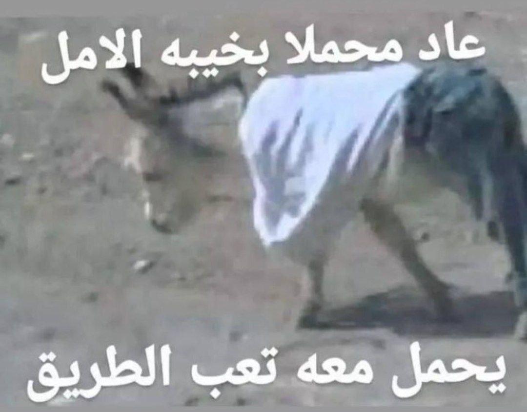 م بيه حيل اكمل السنة أو حتى اتعب عشان تقديرات