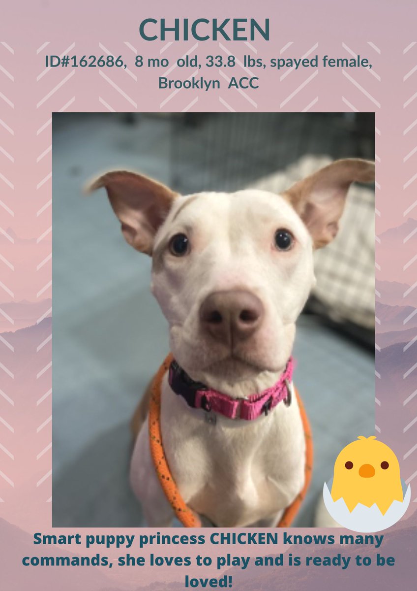 Gucci
All notes point to a very good dog
Great BFF to her kids
Wonderful mother to Chicken (Adopted)

But the heart break of being dumped takes time
Only $60 in #Pledges 
Enjoy the video
#Foster