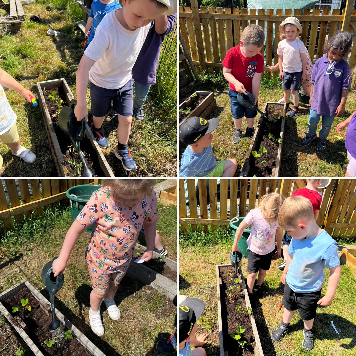 beancrossELC's tweet photo. Today we planted 🍓Strawberries! 🍓 We worked as a team to fill our planters before gently removing our strawberries from their small pot and into our planters - they needed lots of water and we’re excited to see them grow! #CookYourRoots #outdoorlearning https://t.co/M23VYhXPa6