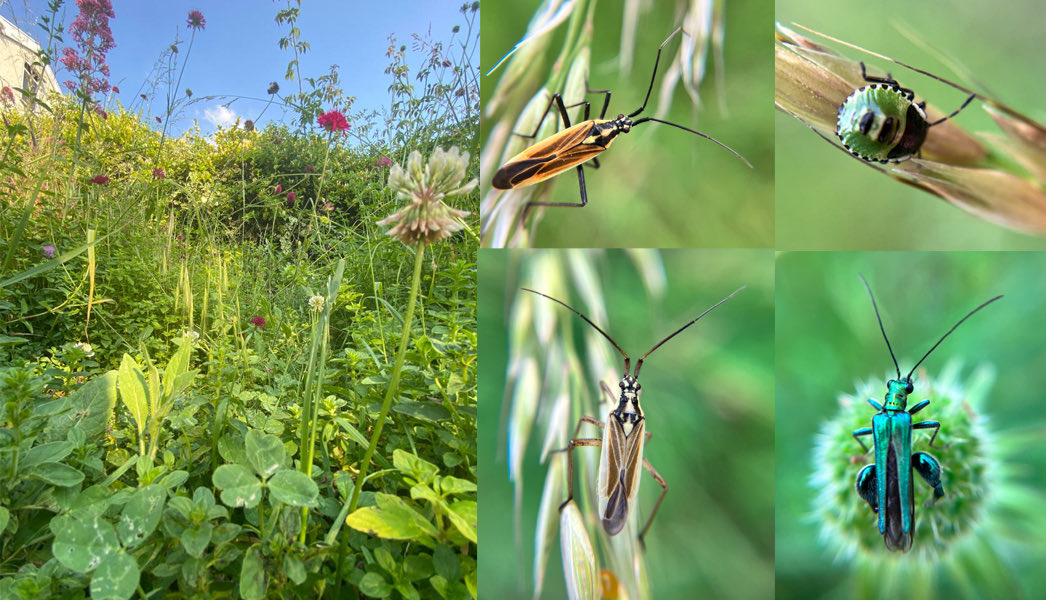 Some say that our garden is a disgraceful mess… but it’s a buzz with insects and flowers. Leaving grass to seed may be regarded as unsightly by many but grass seeds offer food for many insects. Just let things grow and enjoy creating beautiful habitat for amazing insects!