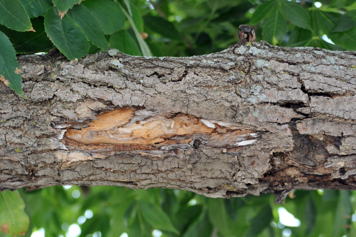 Make sure to check out Season 2 Episode 22 on Emerald Ash Borer! @EdZaworski and @CliffSad of talk everything EAB:
sites.libsyn.com/416264/s2e22-t…

@ncipmc @EntsocAmerica 

#EmeraldAshBorer #Insects #Entomology #invasivespecies 

Photo Credit: Cliff Sadof