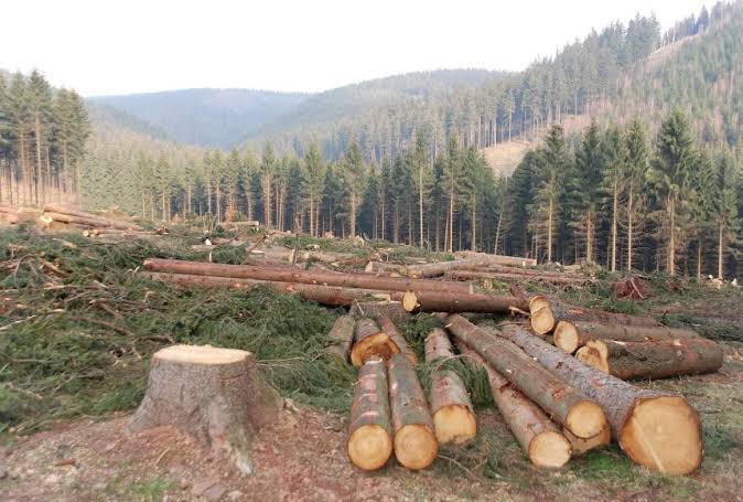 SiddiqKhanAfri1's tweet photo. The loss of trees and other vegetation can cause climate change, desertification, soil erosion, fewer crops, flooding, increased greenhouse gases in the atmosphere, and a host of problems for Indigenous people, so please #StopDeforestationInTirah https://t.co/Ag43hzyt71