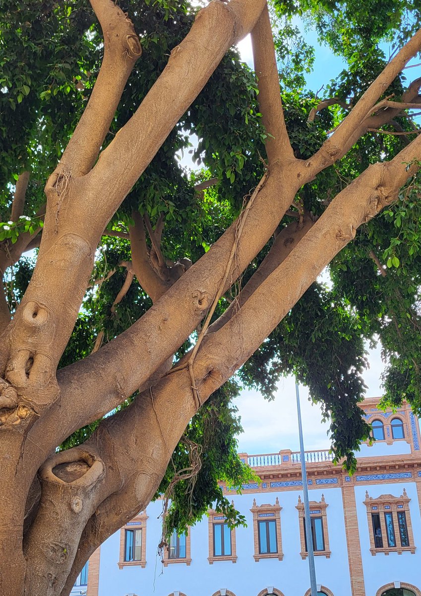 Loa árboles tienen una forma muy curiosa de solventar problemas estructurales con anclajes naturales. Visto frente a Tabacalera con el arborista Luis Alberto Diaz #biomecanica #arboladourbano #urbanforestry #urbantrees #arbolado #trees