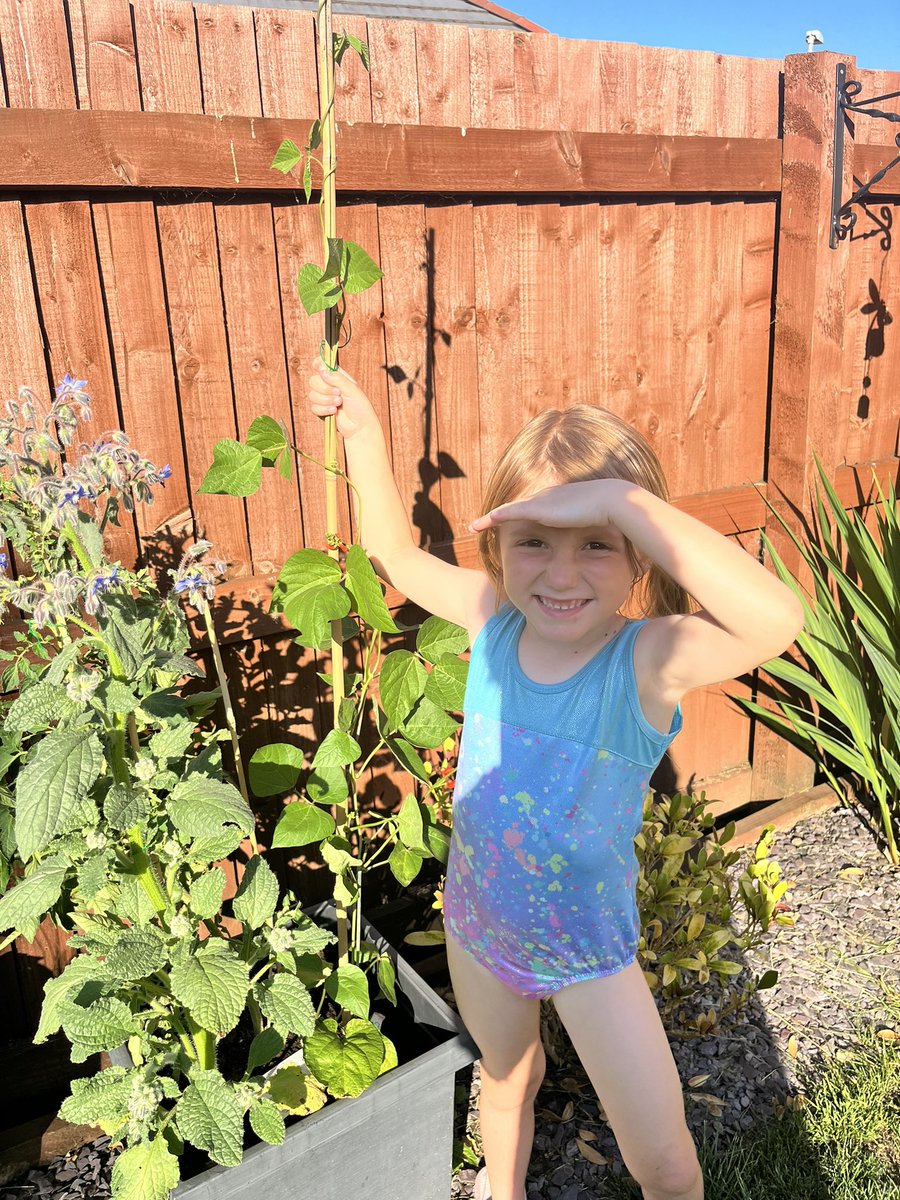 nicolarostron2's tweet photo. Daisy’s bean plant is growing!! Lots of sunshine and water! Daisy will soon be climbing up it! 🫘@StJamesRecep #jackandthebeanstalk #broadbean #plant https://t.co/3ZBCPqtfKe