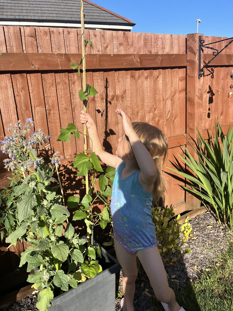 nicolarostron2's tweet photo. Daisy’s bean plant is growing!! Lots of sunshine and water! Daisy will soon be climbing up it! 🫘@StJamesRecep #jackandthebeanstalk #broadbean #plant https://t.co/3ZBCPqtfKe