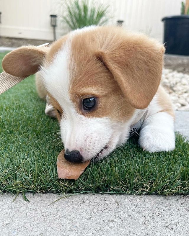 Corgiii_Lovers's tweet photo. 2 years of perfect chaos with our soul dog. 🥹 https://t.co/FGk1Qj1prc