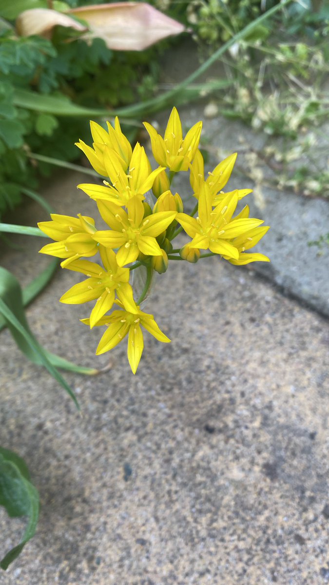 Wildflower seeds handed out at my friends wedding now staring to bloom 🌼