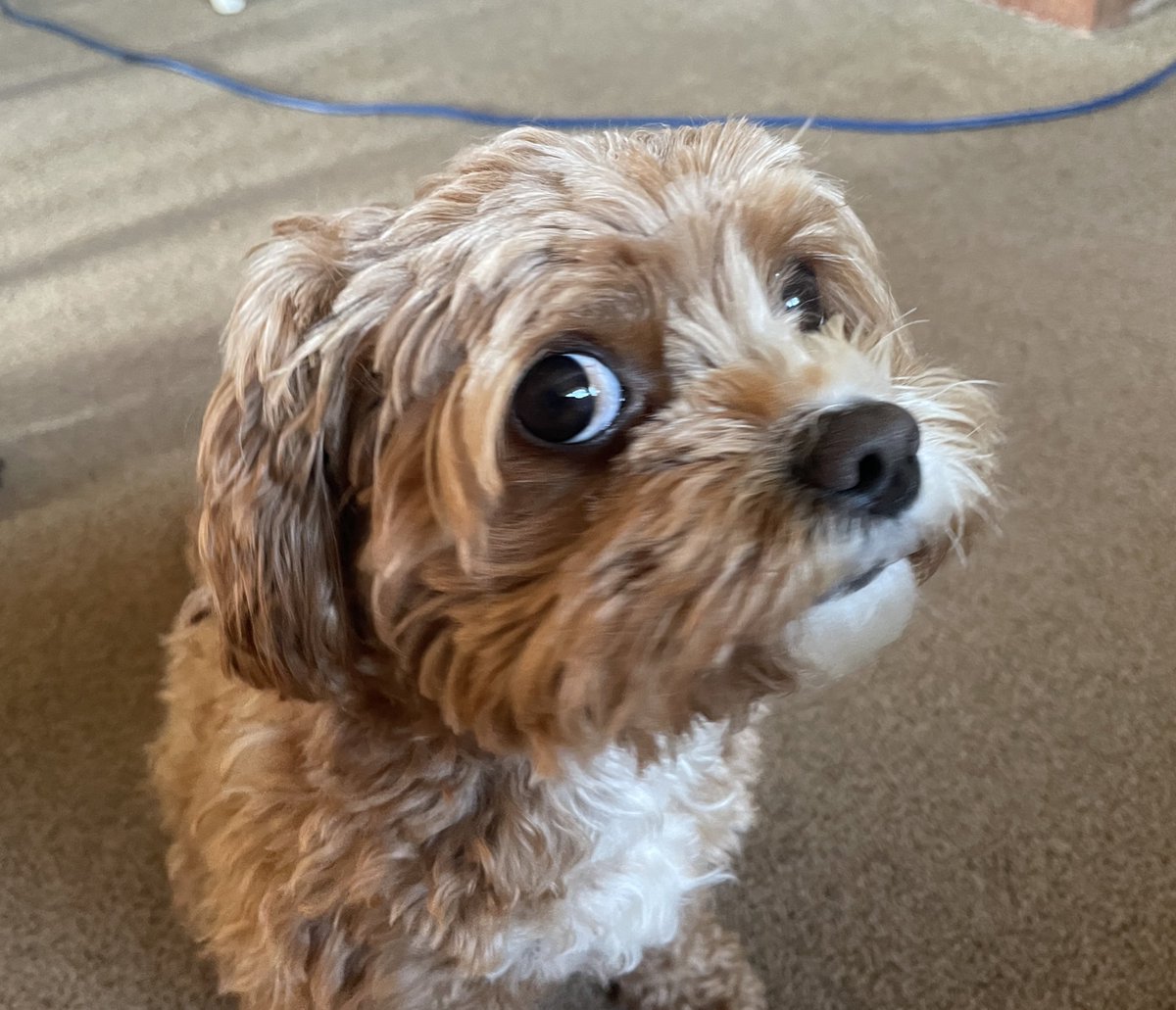 Looking - not looking 😂😂🦴