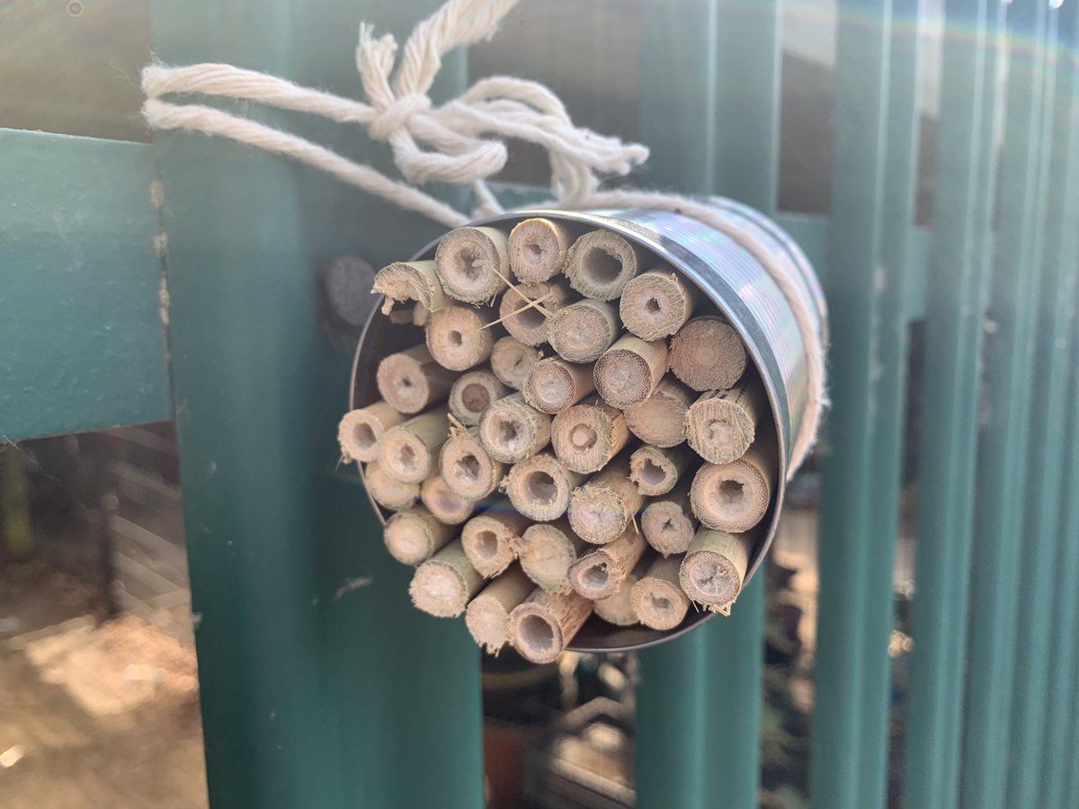 SaladMiss's tweet photo. Welcome to the bee hotel! 🐝 we placed several of these around the school allotment this afternoon. Hopefully we will get some visitors. https://t.co/tWK7qwKZsd
