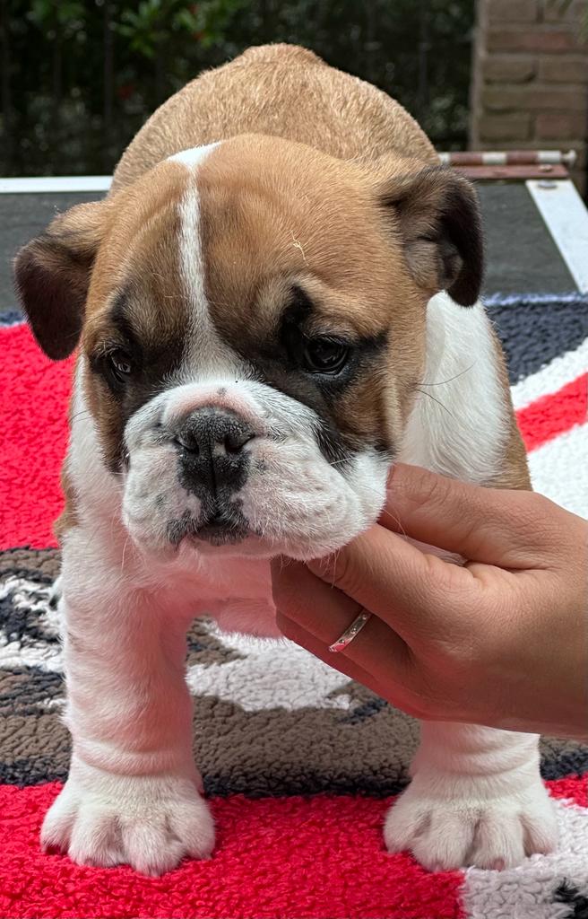 Dakota the Bulldog tweet media