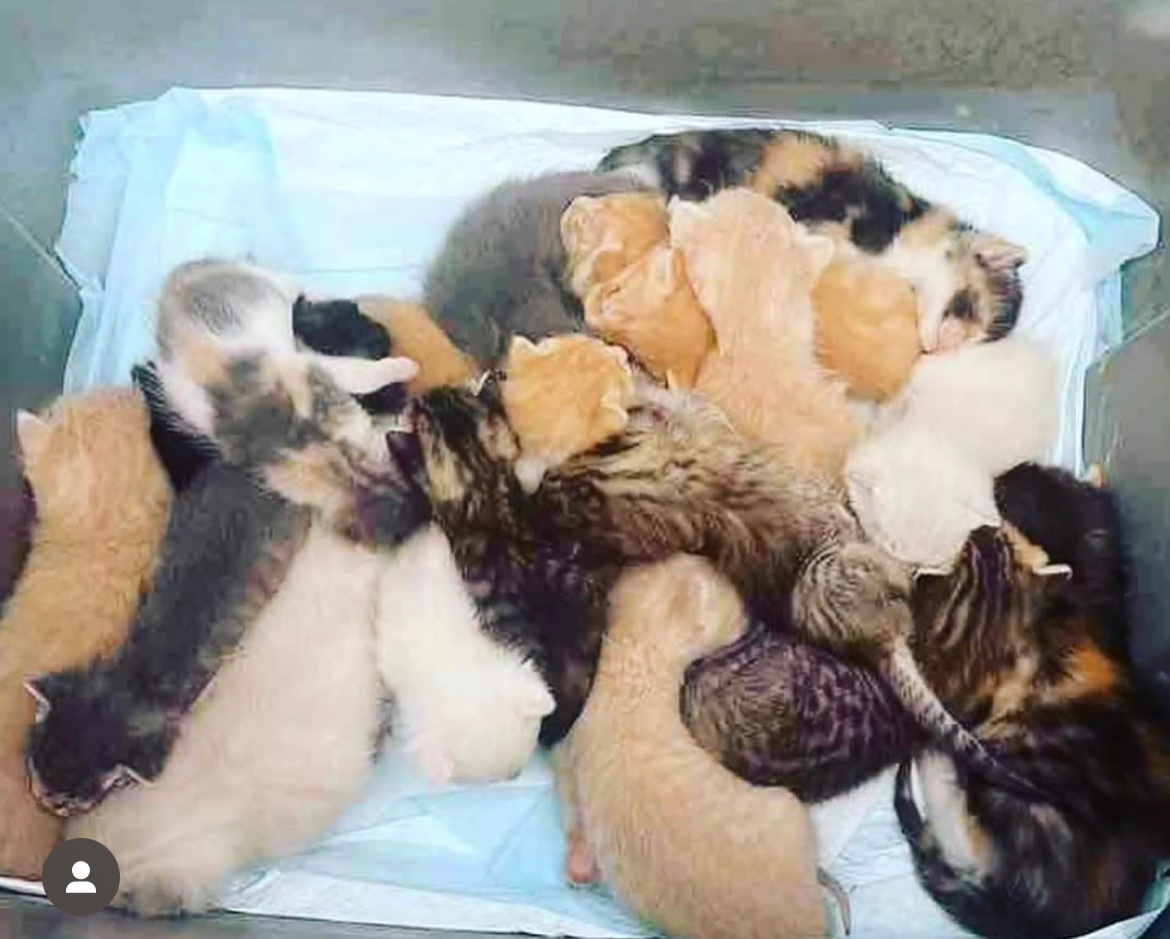 persistwithme's tweet photo. You’ve lost your humanity when you kill 17 kittens @SEAACA_Shelter. Fosters were ready. Tell them how angry you are. denise.woodside@seaaca.org;
chuck.miller@seaaca.org; donna@seaaca.org;
julie@seaaca.org; JenniferL@seaaca.org #cats #rescue #SoCal #SeaACA https://t.co/hETtgMlPwP