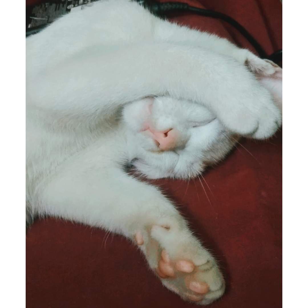 atz_crabtiny's tweet photo. My Rika baby 😺
#Atinypetday #AtinySpiritWeek #ATEEZ #에이티즈 @ATEEZofficial https://t.co/3WhAtA3pAi