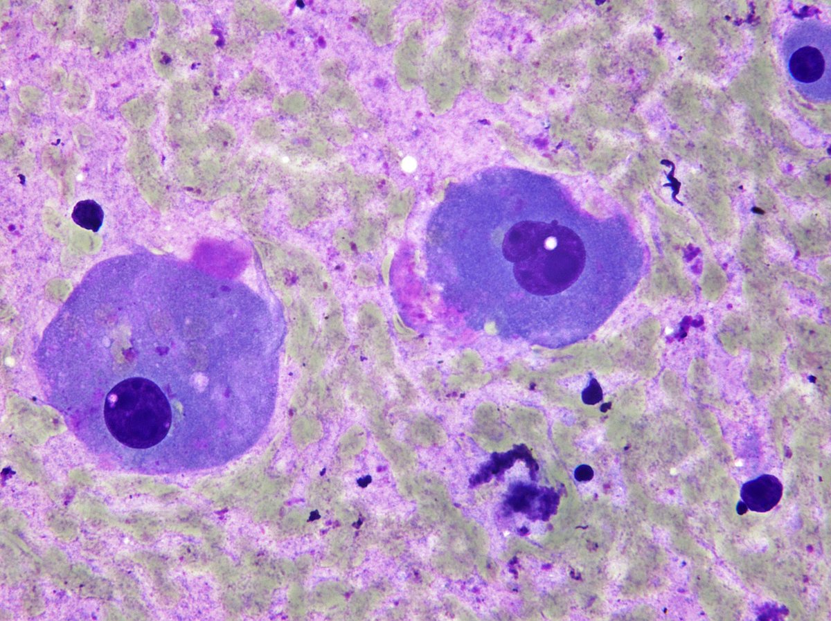 Syed Z. Ali tweet media