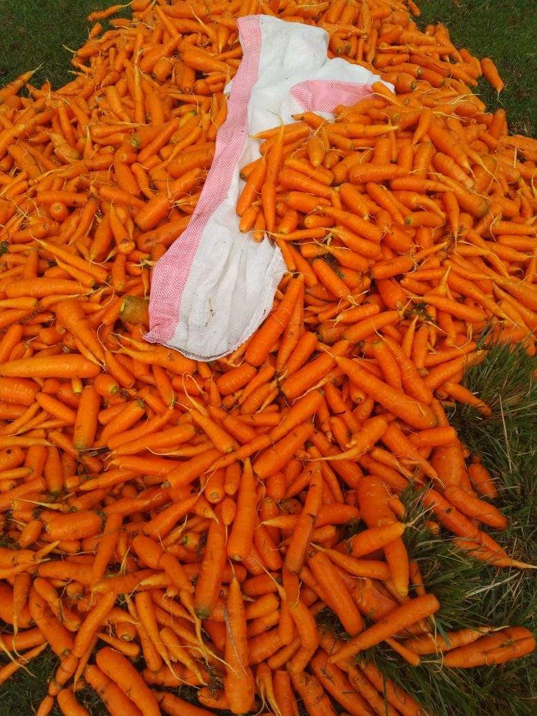 Lelan ward, Kaptabuk location, we do carrot farming. Agriculture is the better option for this economy.