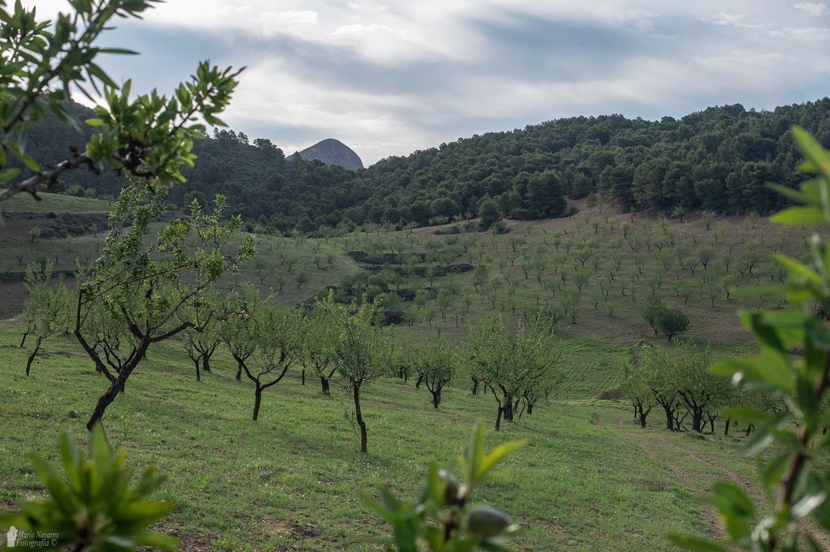 MeteOrihuela's tweet photo. ¡Super verde! En primeros compases #junio2023, entorno Sierra de la Almenara, #Águilas y #Lorca (#Murcia). Precisamente el extremo suroeste #RegiónDeMurcia y el entorno de #CaboDeGata (#Almería) son las zonas de menor pluviometría anual de #España y #Europa. Imágenes: @Mario17N. https://t.co/jS81jKSIvy