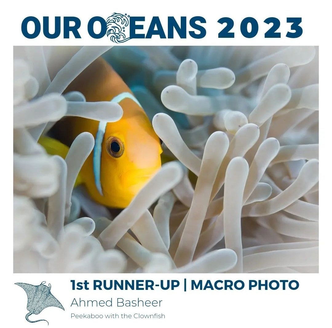 1st Runner-up | Macro Photo
"Peekaboo with the Clownfish"

Congratulations Ahmed Basheer!!! <a href="/murakameehaa/">Ahmed Basheer</a> 

<a href="/fourth_element/">fourth element</a> <a href="/SwissD1VER/">Swiss D1VER Watch</a> <a href="/visitmaldives/">Visit Maldives</a>