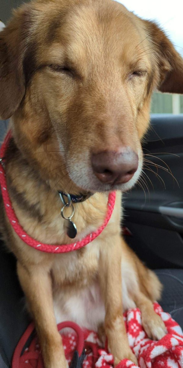 SadiesDogRescue tweet picture