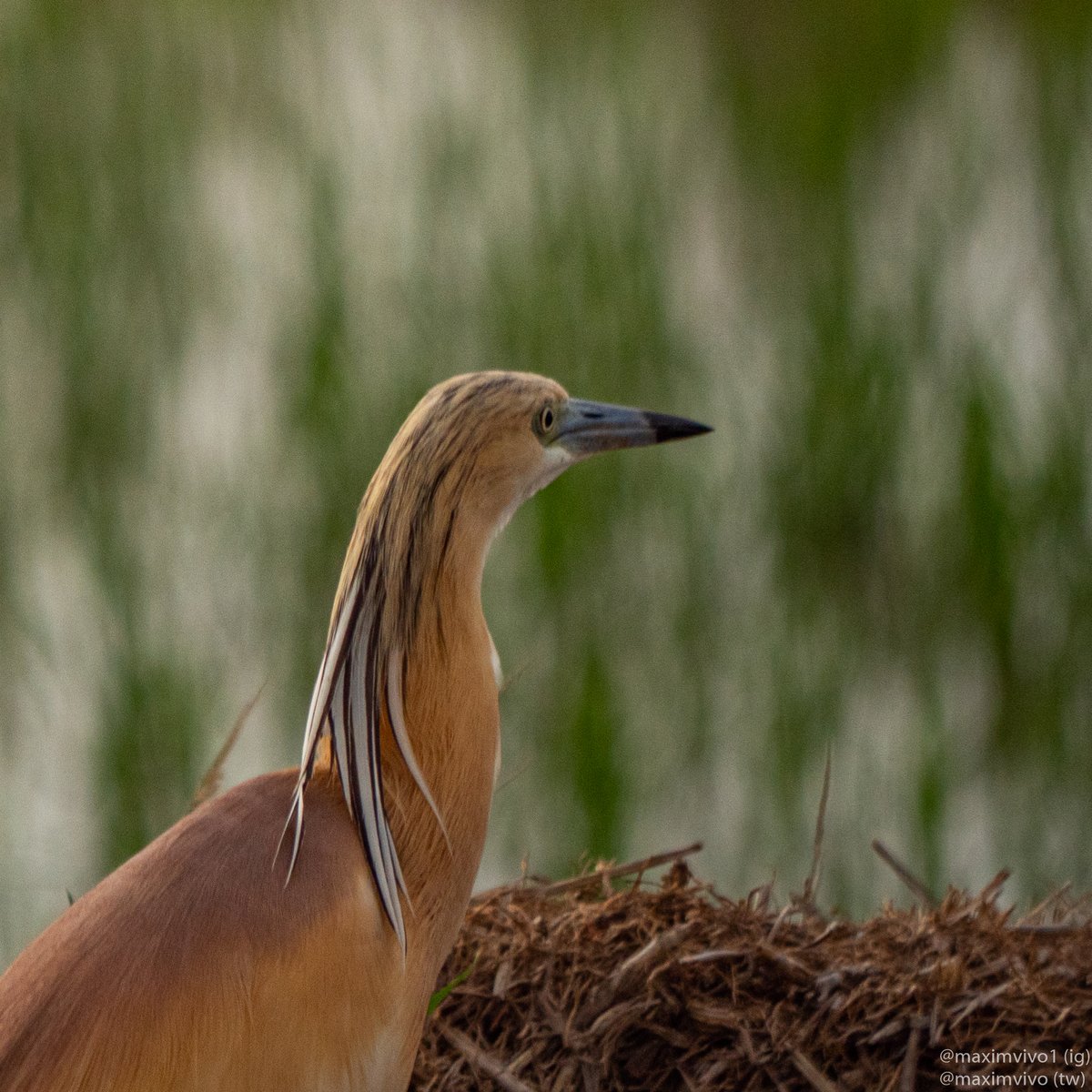 MaximVivo's tweet photo. La cabellera més vistosa de tota l'Albufera la té l'oroval.
#oroval #garcillacangrejera #Ardeolaralloides #squaccoheron #birdwatching #birdphotography #albuferadevalencia https://t.co/1OWGSqzm9X