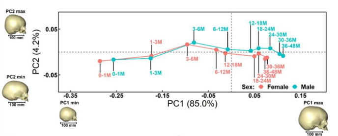Rapid brain growth in the first year and the continuous increase in intraoral and nasal cavity volumes are the driving forces in modeling human craniofacial morphology from 0 to 4 years. 
Check out our paper! rdcu.be/dexmC

#GeometricMorphometrics #cranium #development
