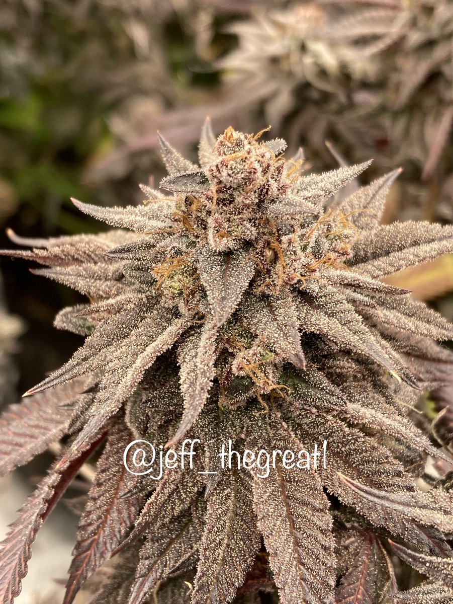 Lunch Box is an excellent cross of Purple Peach Soda X Triple Burger which results in a colorful and bountiful population consisting of nectar and savory pine aromas
Link in Bio
Pic credit @jeff_thegreat1 

#Greenhandgenetics #Homegrow #CannaFam #Grow #WeedMob #Stoner