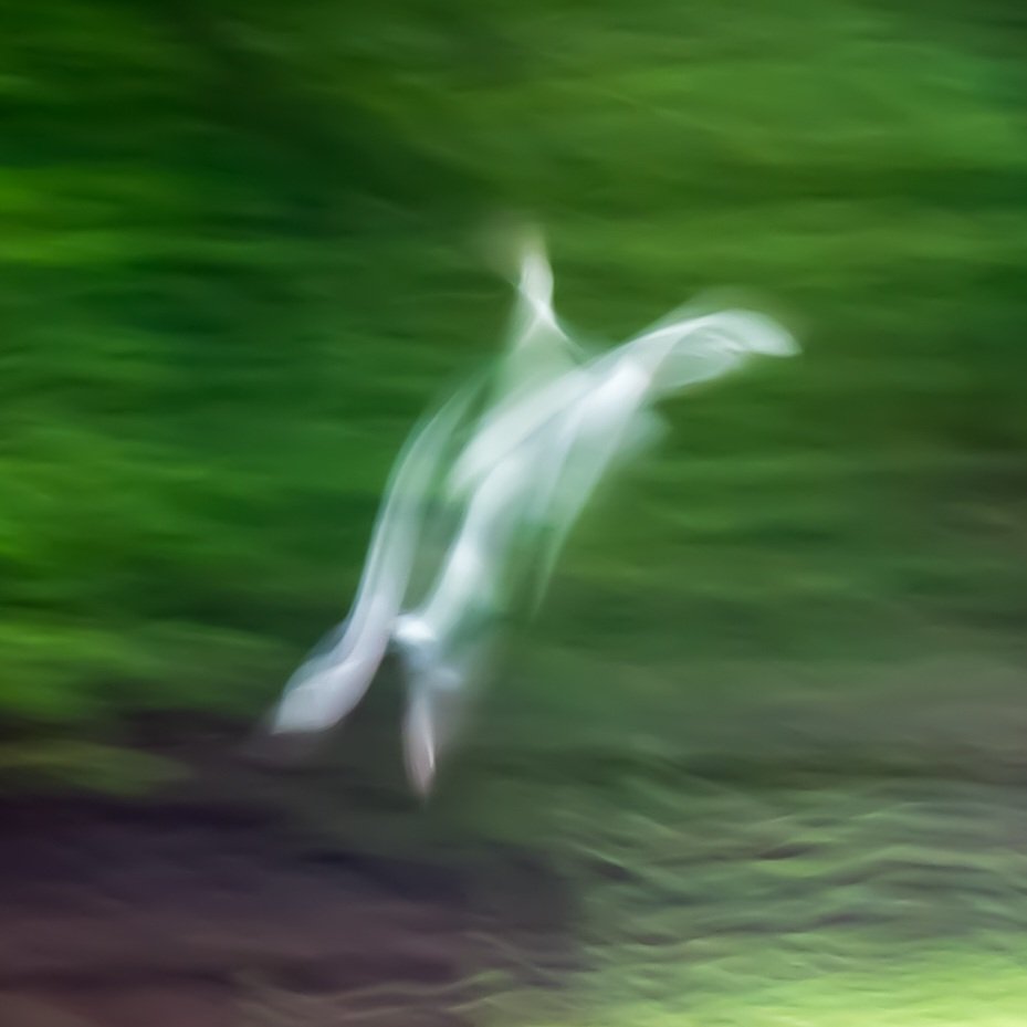 joluardi's tweet photo. Paloma (Córdoba) #artinmotion #icmphotography #paintingwithcamera #impressionistphotography #impressionism #fotografiacreativa #longexposure #icm_community #streetphotography #bluronpurpose #Córdoba #fotodecalle #streetphotography #palomas #pigeon #dove #naturaleza #nature https://t.co/RMucOGW8fa