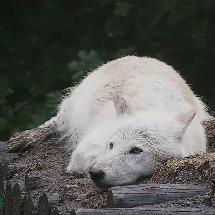 Wolf Conservation Center 🐺 on Twitter: "Is it stormy where you live too