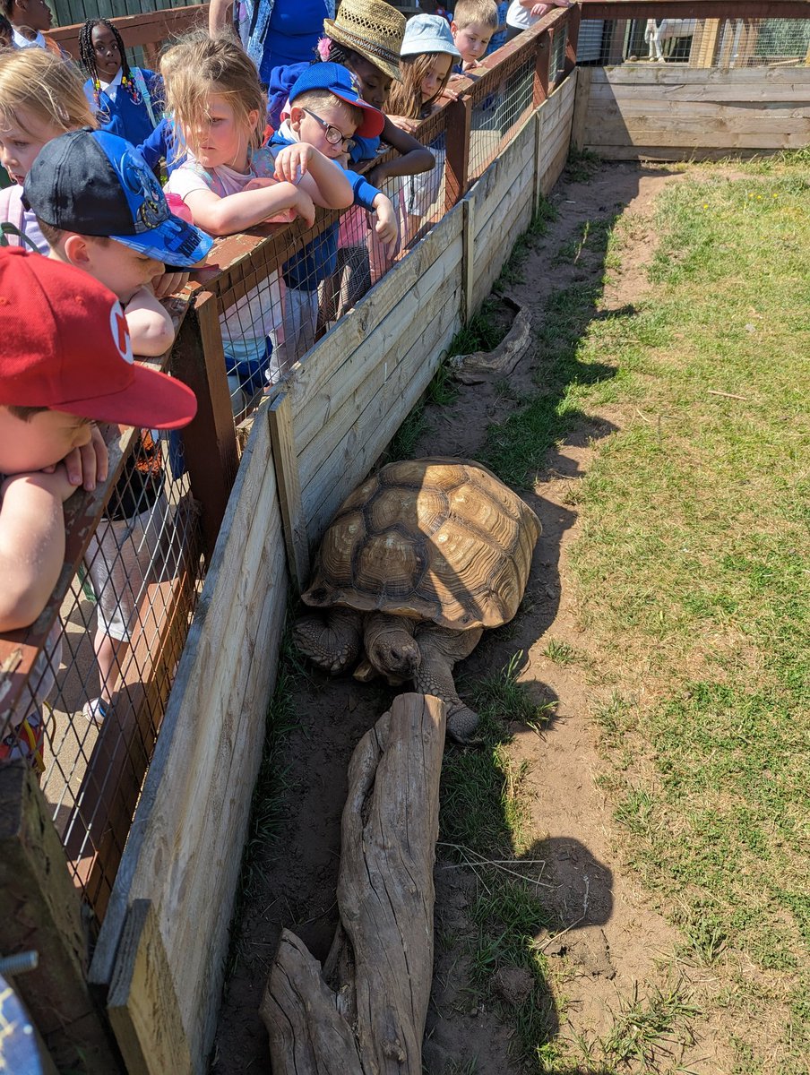 MrsStojanovic's tweet photo. An amazing (and very hot 🥵) day with the Primary 1 children visiting @AlmondValleyHC today! The boys and girls all had a super time! 🔆 @MissKMGrant1 2/3 https://t.co/kkYQzrU8Nr