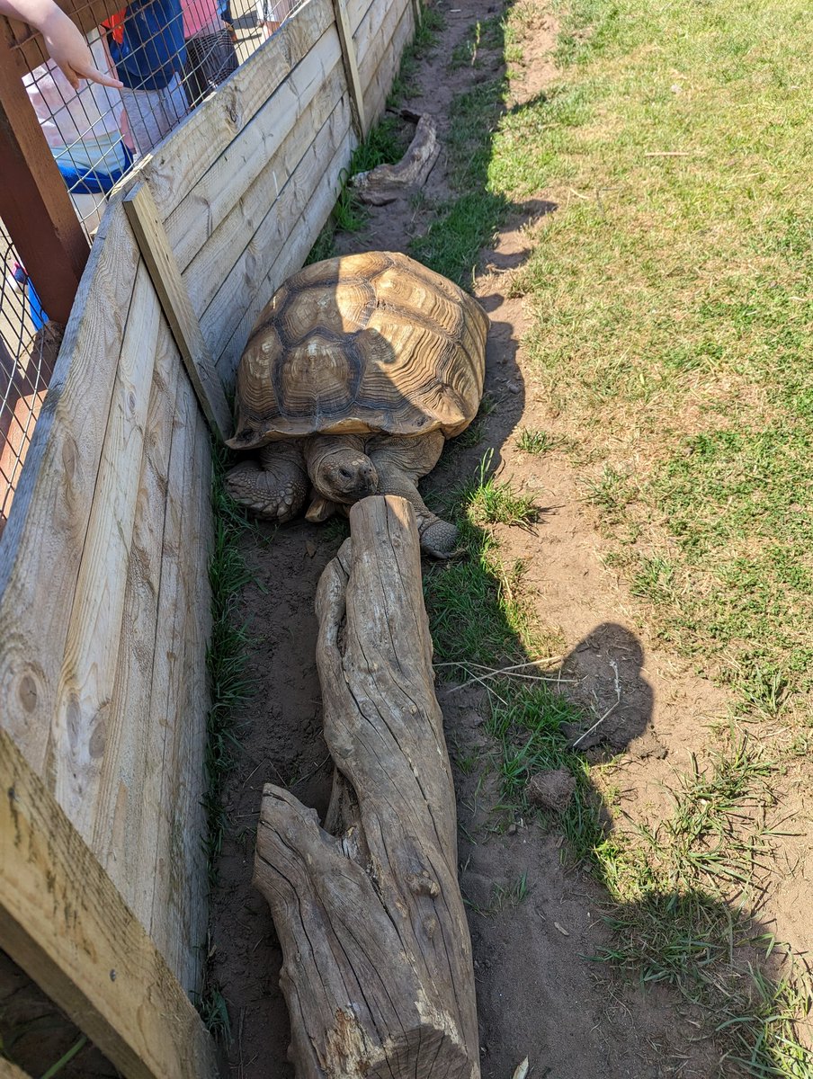 MrsStojanovic's tweet photo. An amazing (and very hot 🥵) day with the Primary 1 children visiting @AlmondValleyHC today! The boys and girls all had a super time! 🔆 @MissKMGrant1 2/3 https://t.co/kkYQzrU8Nr
