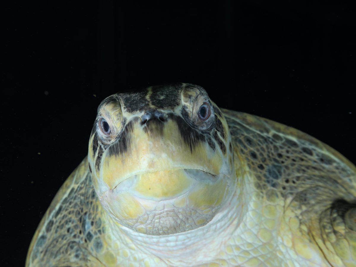 NEAQ's tweet photo. Oh, hey! It's Myrtle's Day! 💚 #GreenSeaTurtleDay

Some things you should know about #Myrtle:

⭐ She came to us from an aquarium in Provincetown in 1970
⭐ She is estimated to be somewhere between 70-90 years old
⭐ She is a star

#MyrtleTheTurtle #SeaTurtleWeek https://t.co/XRKmEfnKgs