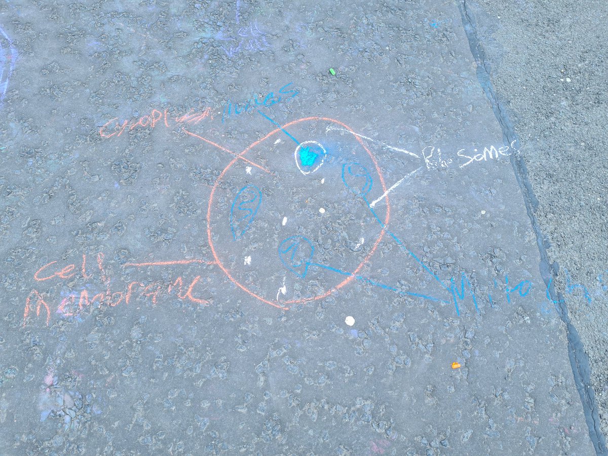 Duncanrig_Bio's tweet photo. Nothing else for it in this heat - took s3 outside to draw some colourful cells 🦠🌿 https://t.co/EVLGKW8MmW