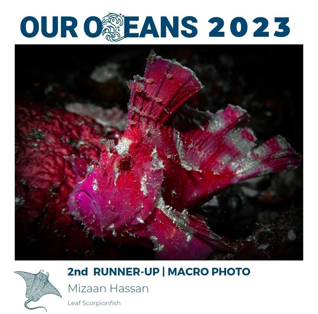 2nd Runner-up | Macro Photo
"Leaf Scorpionfish" 

Congratulations Mizaan Hassan!!!

<a href="/fourth_element/">fourth element</a> <a href="/SwissD1VER/">Swiss D1VER Watch</a> <a href="/visitmaldives/">Visit Maldives</a>