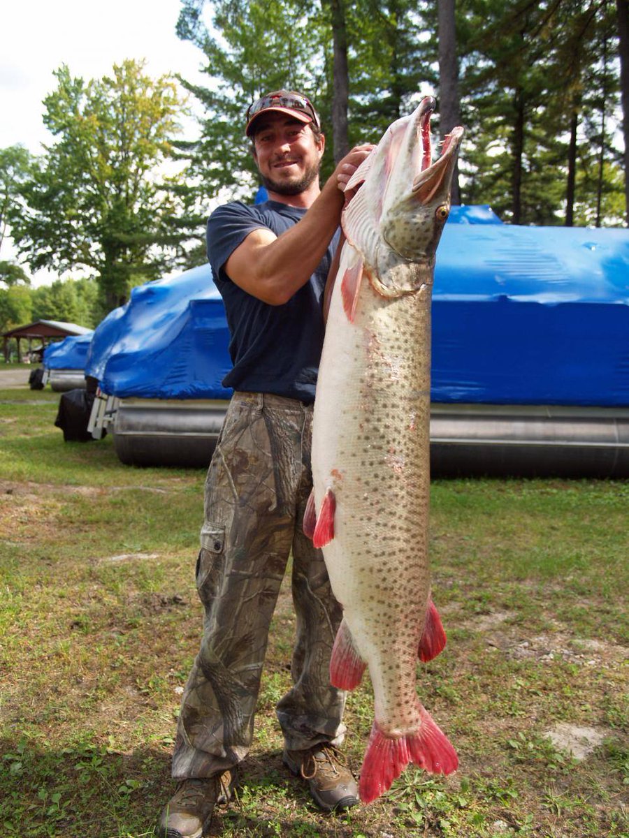 NEW MICHIGAN STATE RECORD MUSKY.!!!!!,,,,Kyle Anderson caught this 50lb.-8oz.monster on Torch lake.