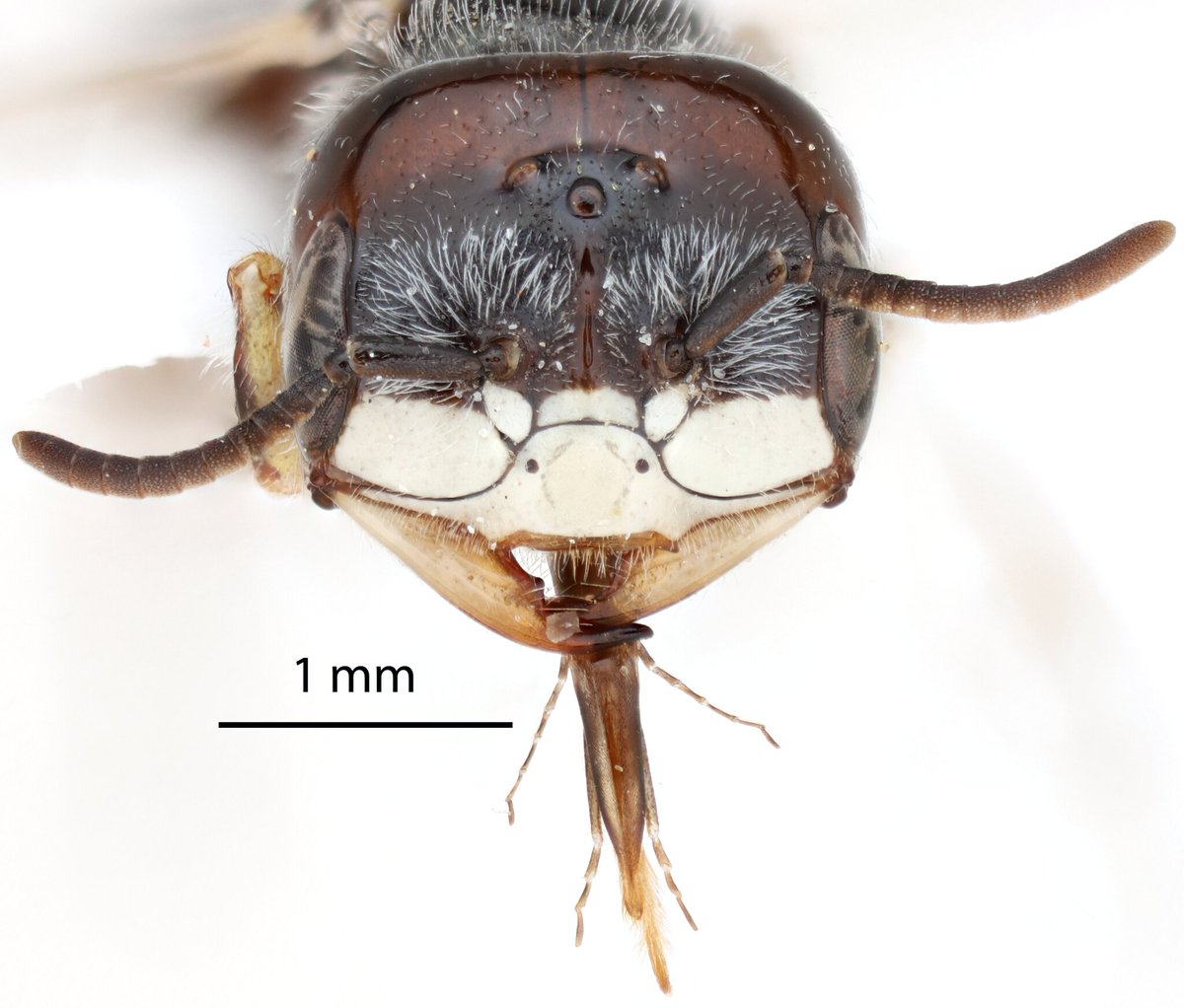 NMDG_Ento's tweet image. I've been inspired by @cgwilson25 to post more bee pictures on here! So, here's a male Pseudomacrotera turgiceps I collected in Joshua Tree (with permits) in 2022. The head size of males is variable in this species, but most seem to have a large head like this specimen.