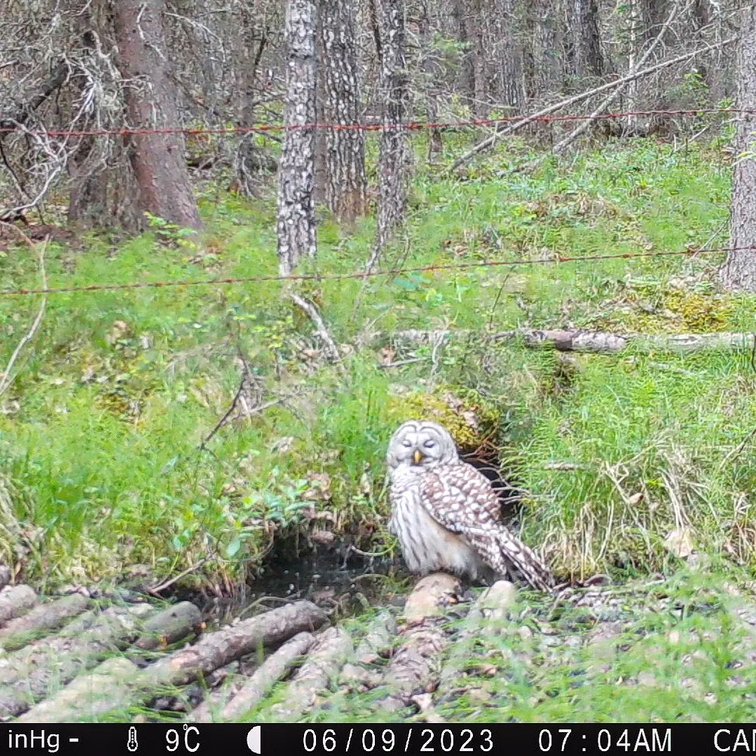 I love getting unexpected critters on the #trailcameras❣️ This beauty took a drink at the 'mudbath' camera, then spent 45 minutes preening & posing before flying off into the woods. #natureisawesome #barredowl #owls #rockymountainfoothills 🦉❤️