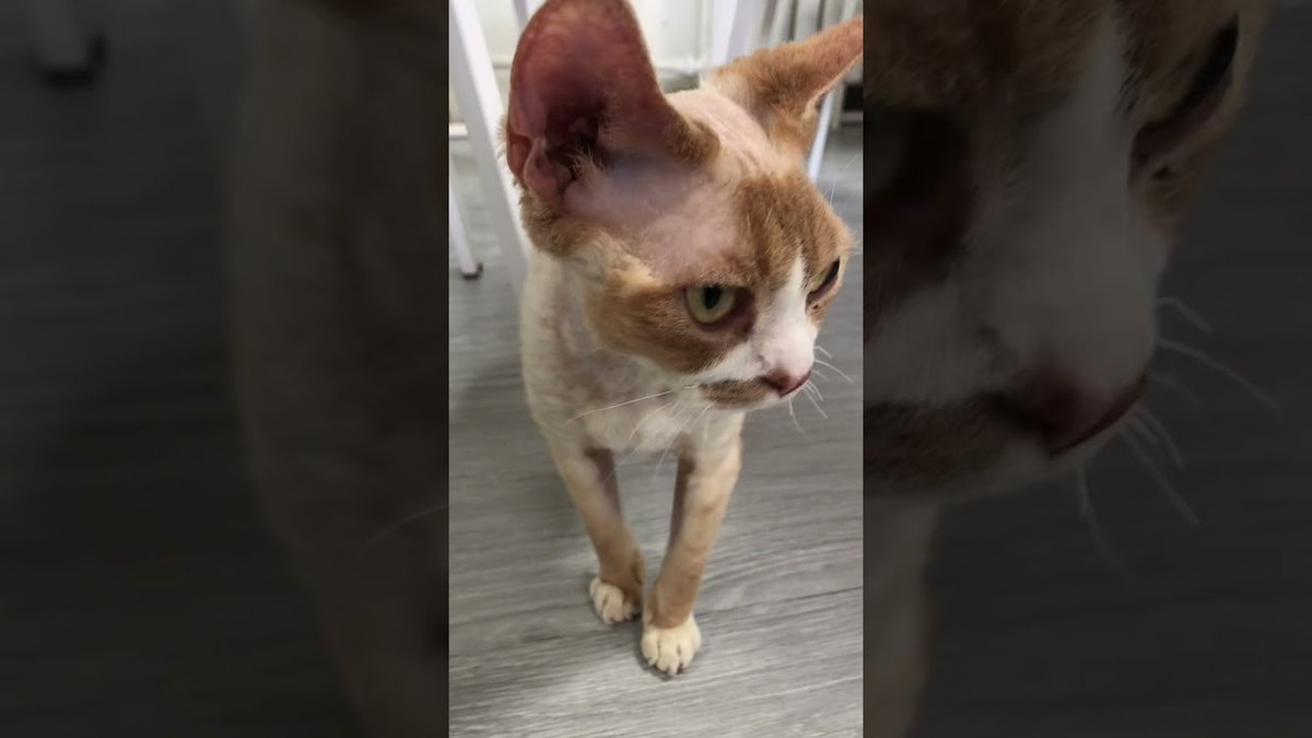 MeowMoeDotCom's tweet photo. Adorable Devon Rex Cat's Shy ...
 
https://t.co/GAs7vYHevp
 
#AdorablePet #AdorableReaction #AmusingMoments #BigProtrudingEyes https://t.co/YBONHm7Maa