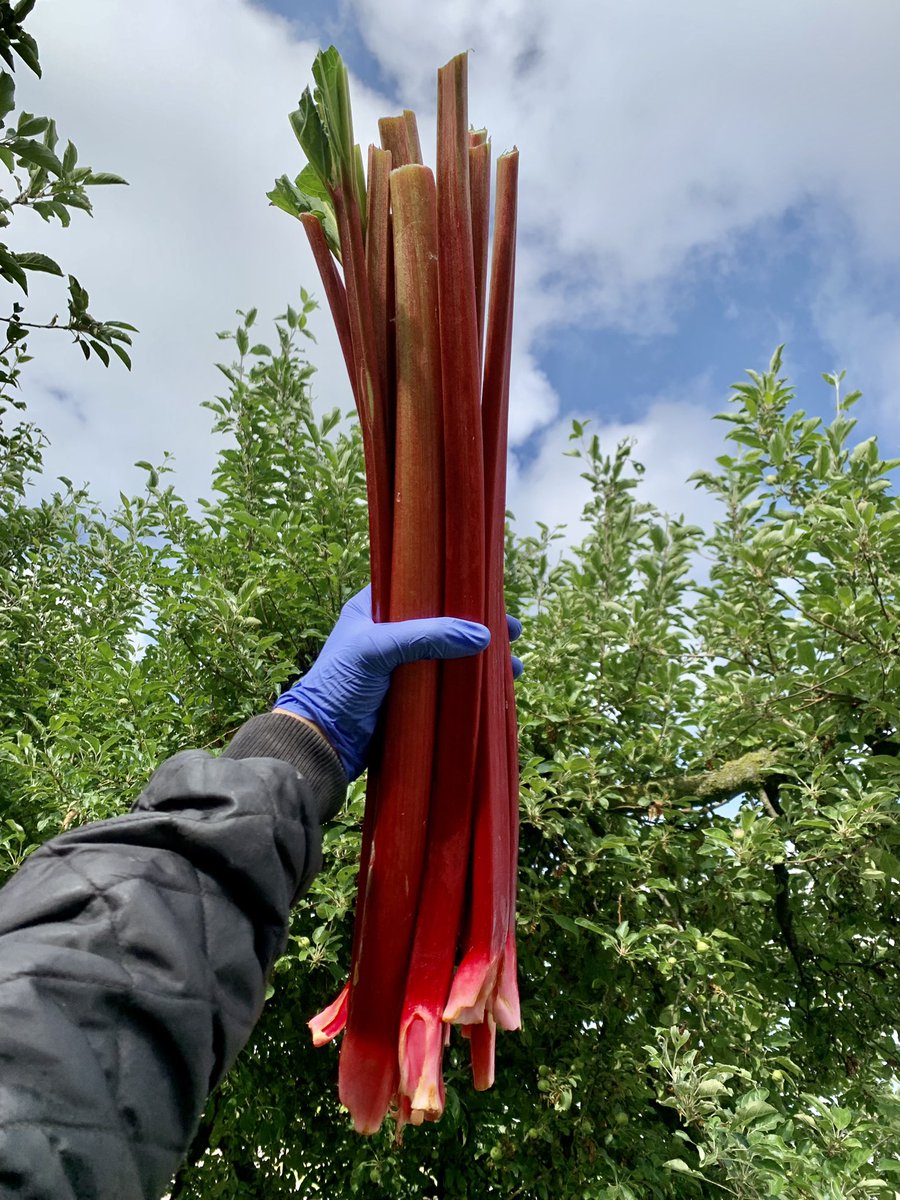 Its Rhubarb Pie Season!