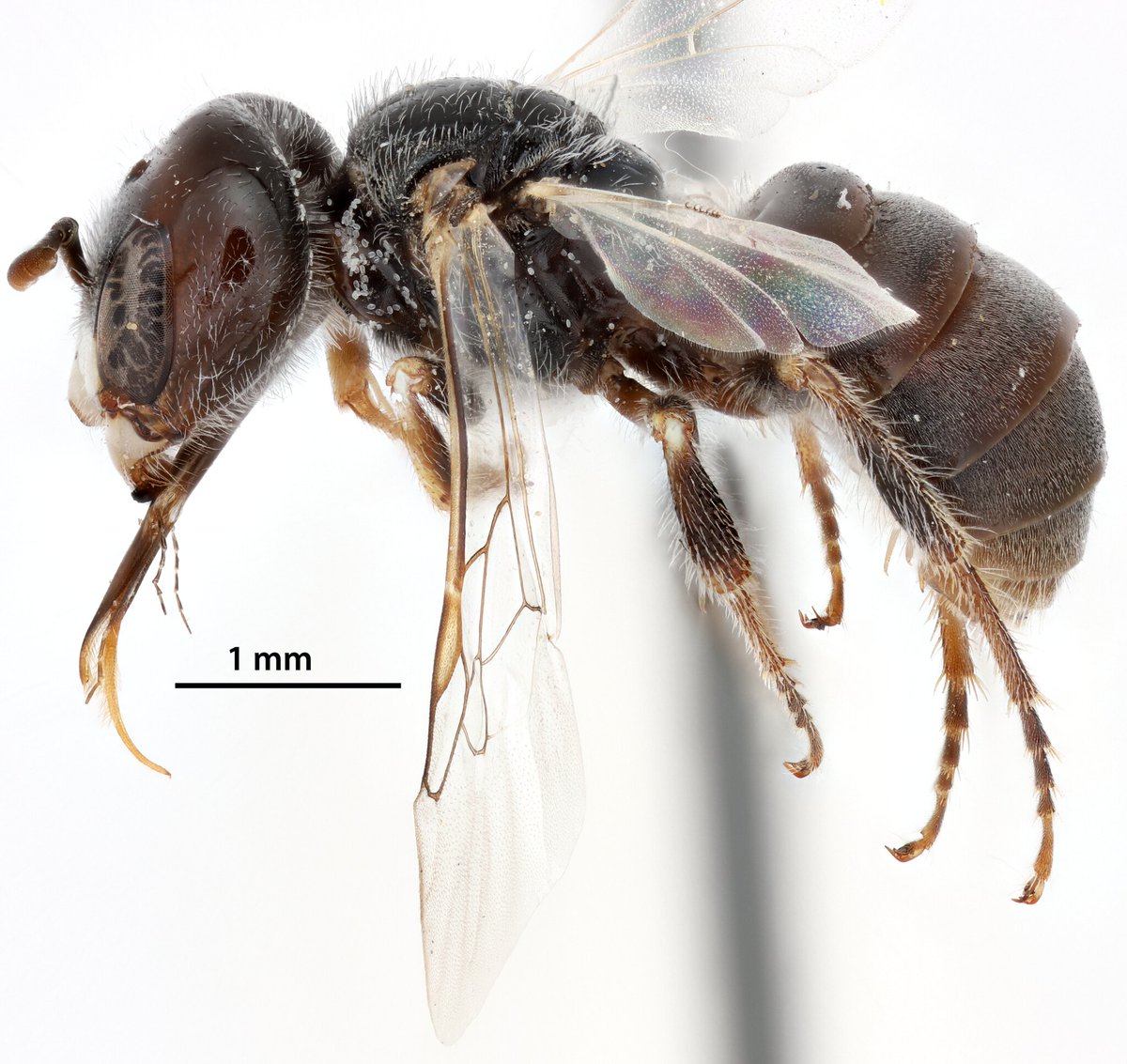 NMDG_Ento's tweet image. I've been inspired by @cgwilson25 to post more bee pictures on here! So, here's a male Pseudomacrotera turgiceps I collected in Joshua Tree (with permits) in 2022. The head size of males is variable in this species, but most seem to have a large head like this specimen.