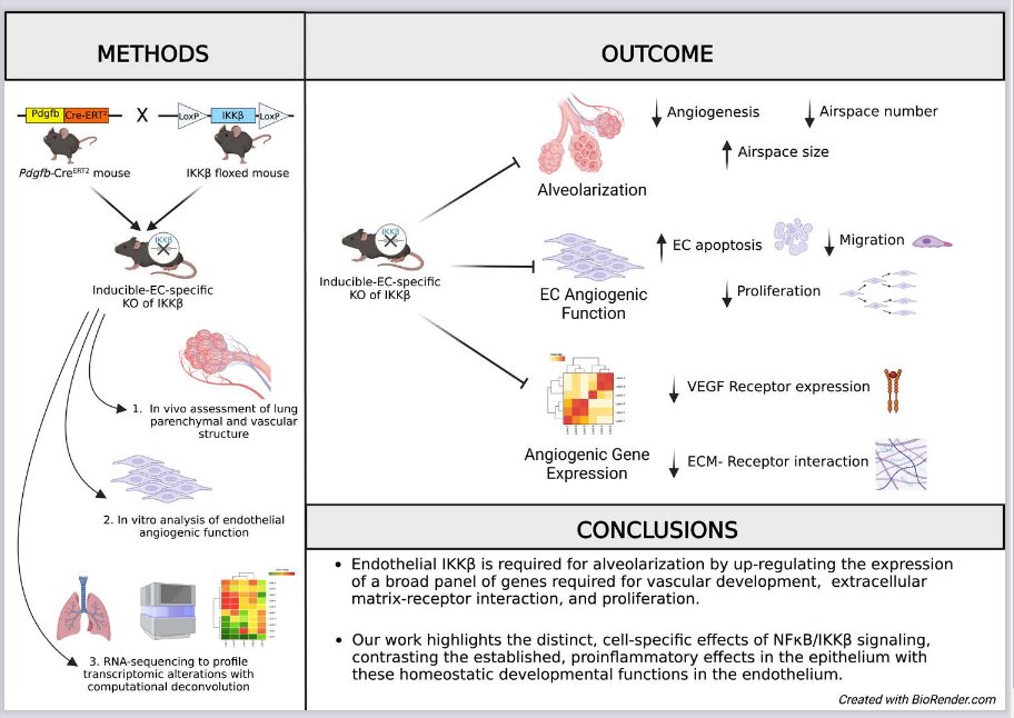 APSPublications's tweet image. #ArticlesinPress: Researchers from @StanfordPeds @StanfordMed @StanfordCEPB studied the cell-specific complexity of nuclear factor kappa B signaling in the developing lung (Rao et al. @AlviraLab) -- new in @AJPLung!

ow.ly/A3cM50OOqaQ

#alveolarization #NuclearFactor-KappaB